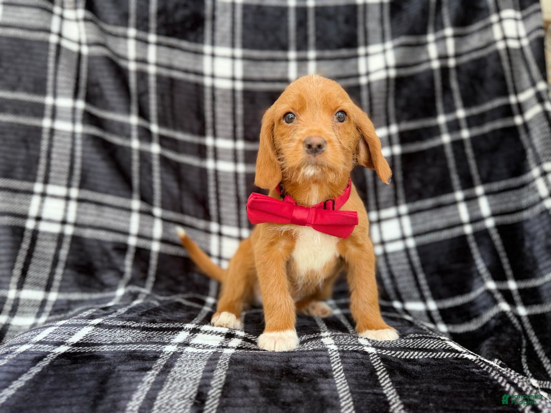 Beagle dogs for sale: Moose - Ad 5