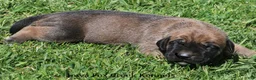 Mixed Breed dogs for sale: Boomer - Ad 7