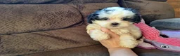 Teddy Bear dogs for sale: Rixy - Ad 3