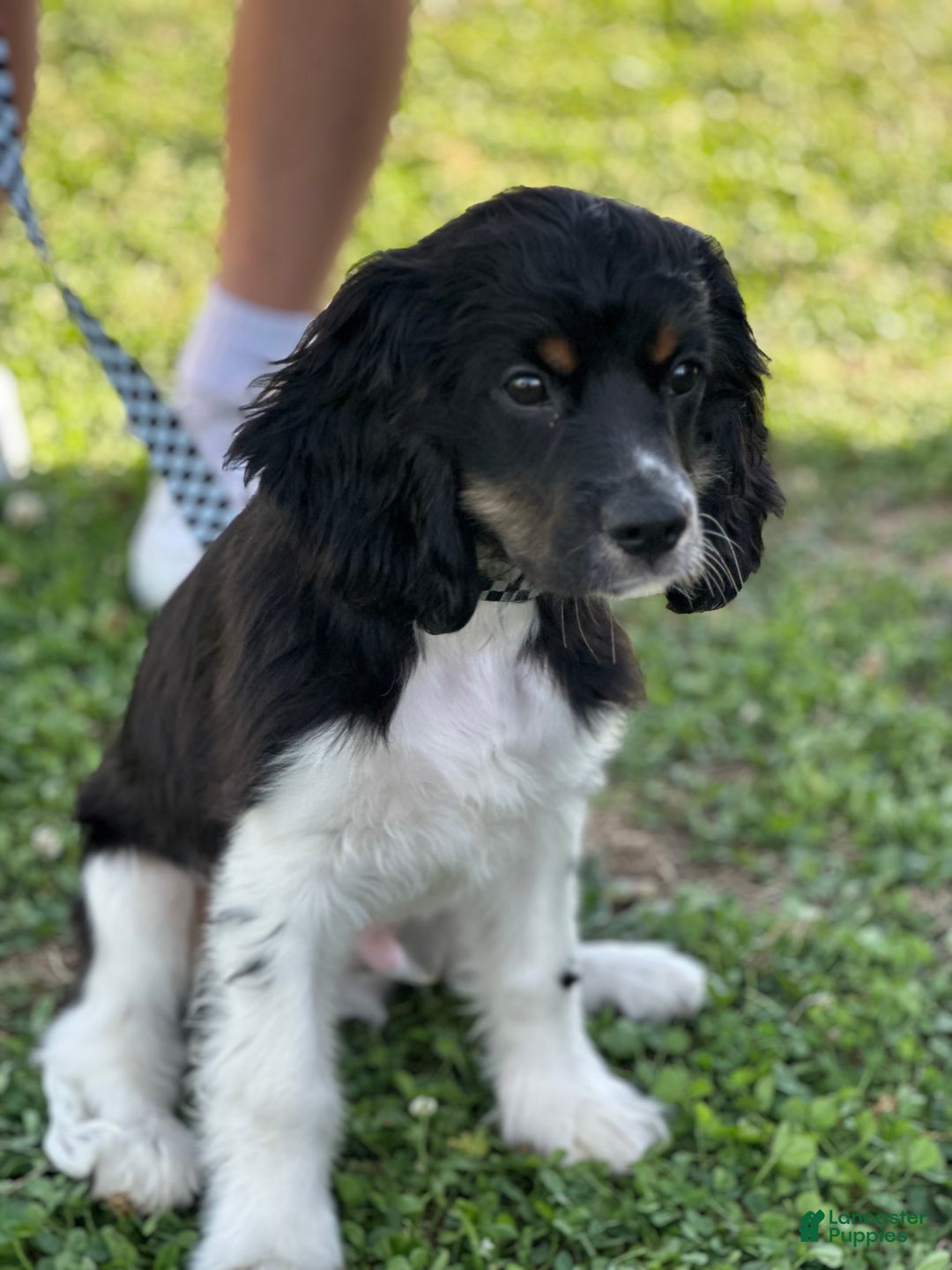 Goldendoodle dogs for sale: Cooper - Ad 2