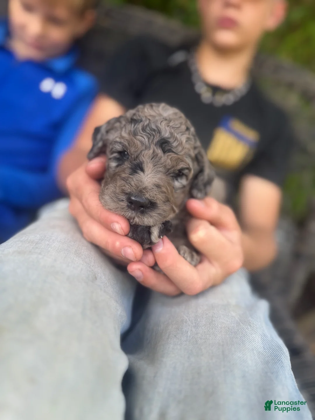 Goldendoodle dogs for sale: F2b Goldendoodle Puppy 1 - Ad 1