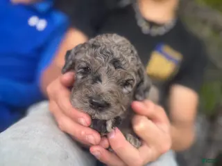 Goldendoodle dogs F2b Goldendoodle Puppy 1 - Ad 14