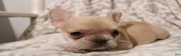 French Bulldog dogs for sale: Lily - Ad 3