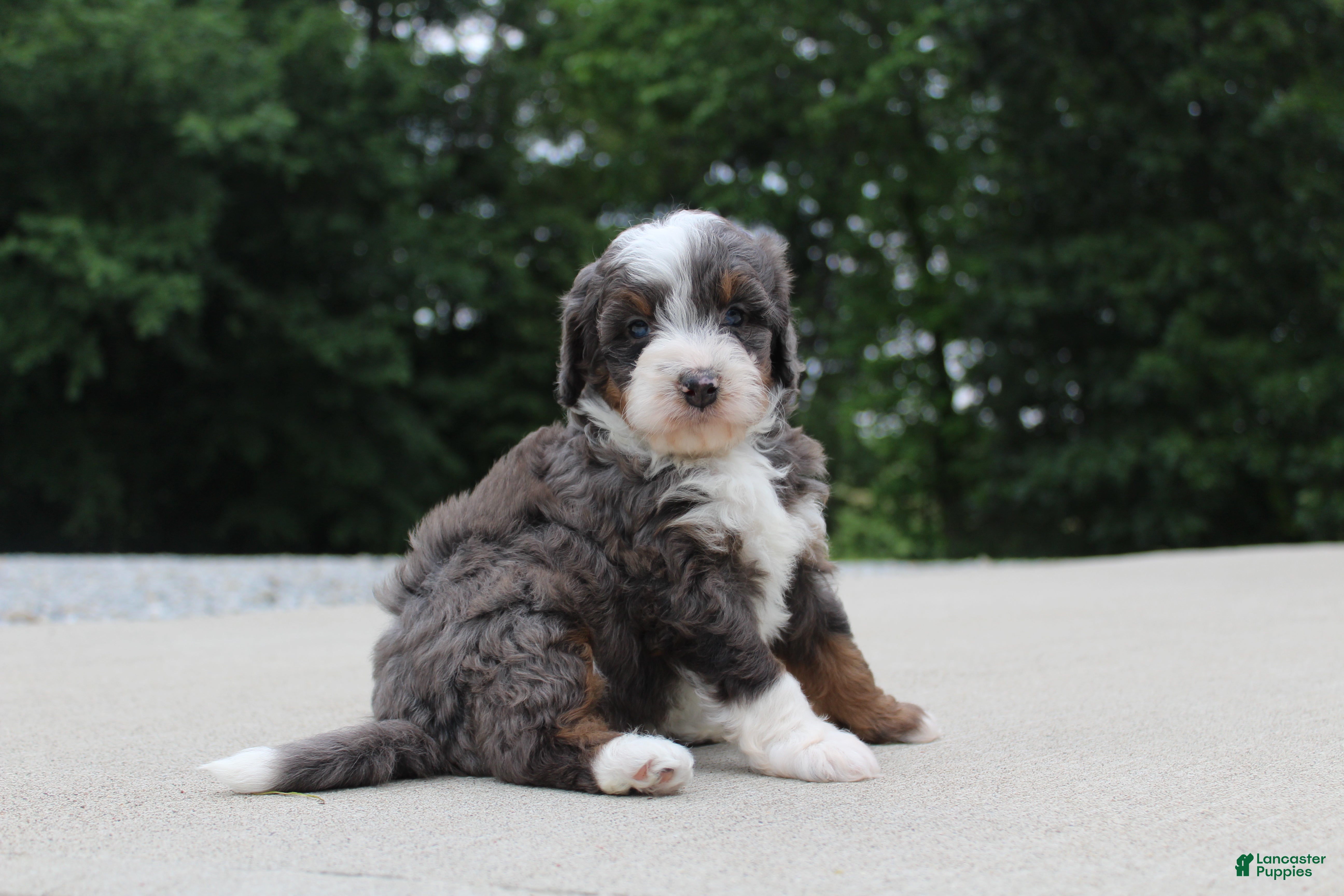 Mini Bernedoodle dogs Sophia - Ad 1