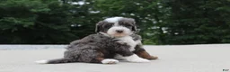 Mini Bernedoodle dogs for sale: Sophia - Ad 1