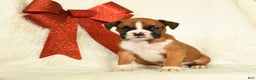 Boxer dogs for sale: Snowcap - Ad 2