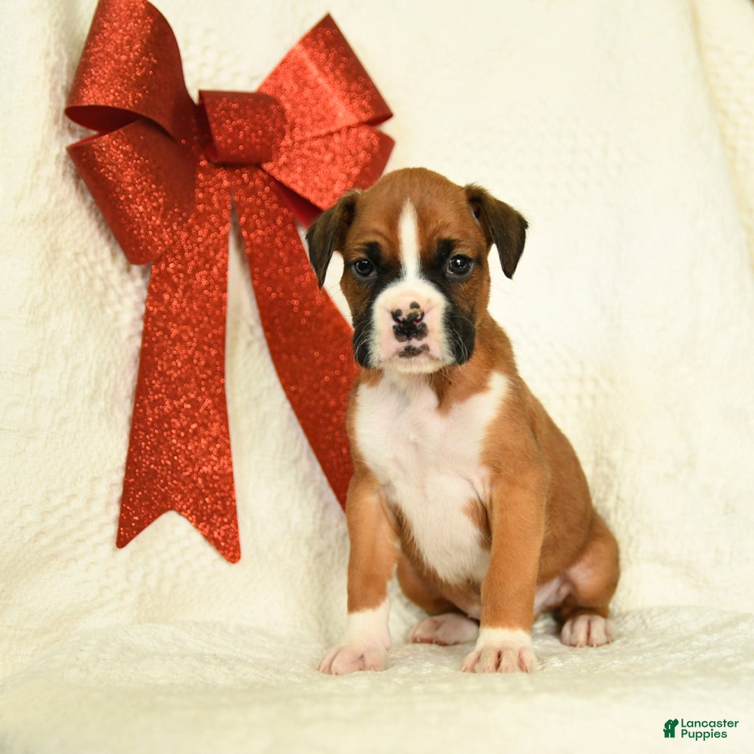 Boxer dogs for sale: Snowcap - Ad 2