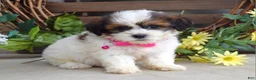 Teddy Bear dogs for sale: Rose - Ad 4
