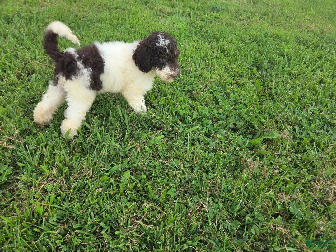 Goldendoodle dogs for sale: Faith - Ad 2