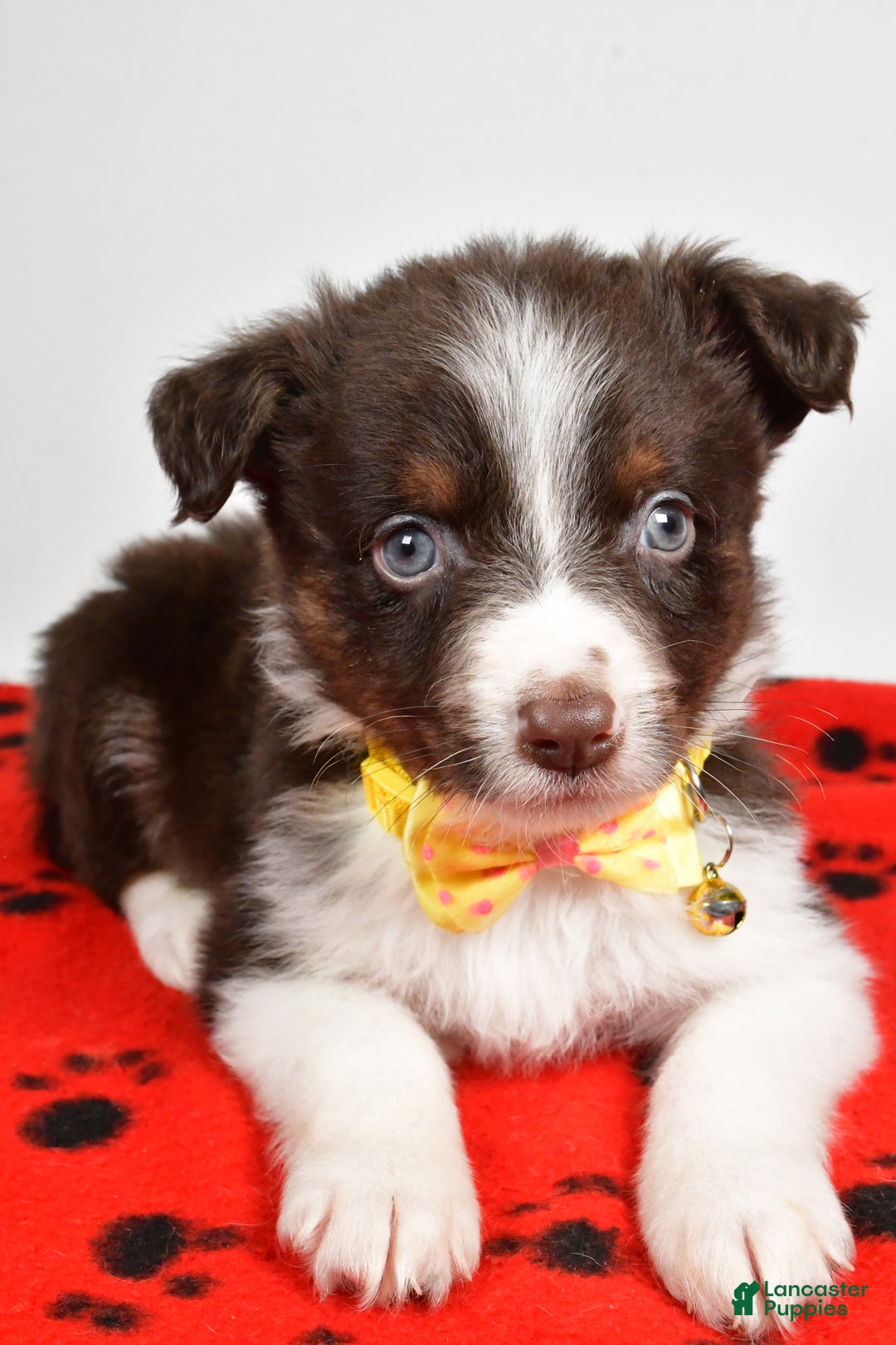 Mini Aussiedoodle dogs for sale: Samson - Ad 4