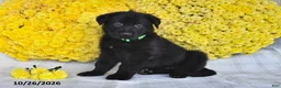 German Shepherd dogs for sale: Oliver - Ad 4