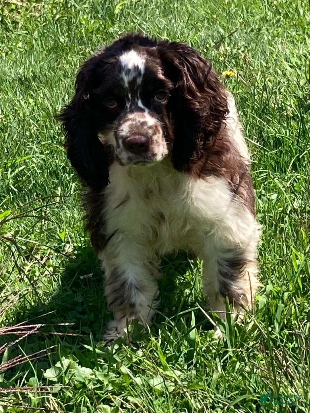 Cocker Spaniel dogs for sale: Cocker Spaniel Puppy 1 - Ad 9