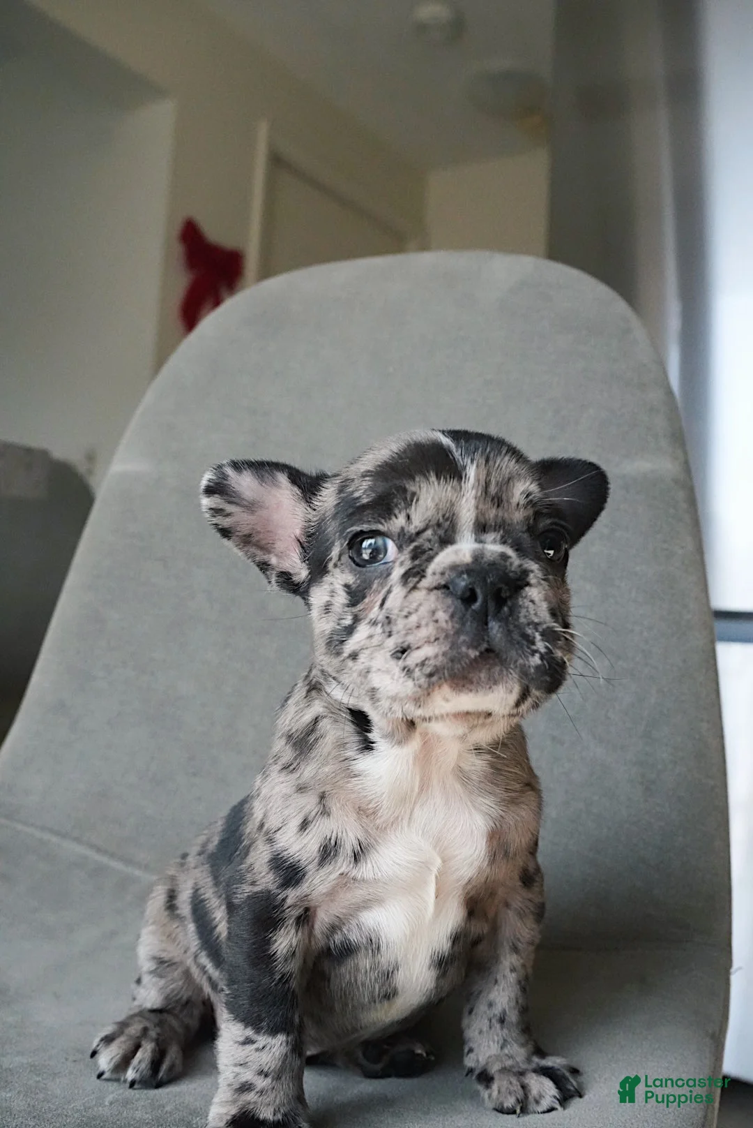 French Bulldog dogs for sale: Archie - Ad 4