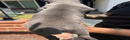 Cane Corso dogs for sale: Puppy 5 - Ad 3