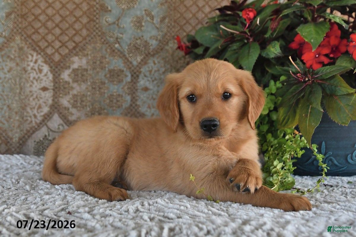 Golden Retriever dogs Charlotte - Ad 1
