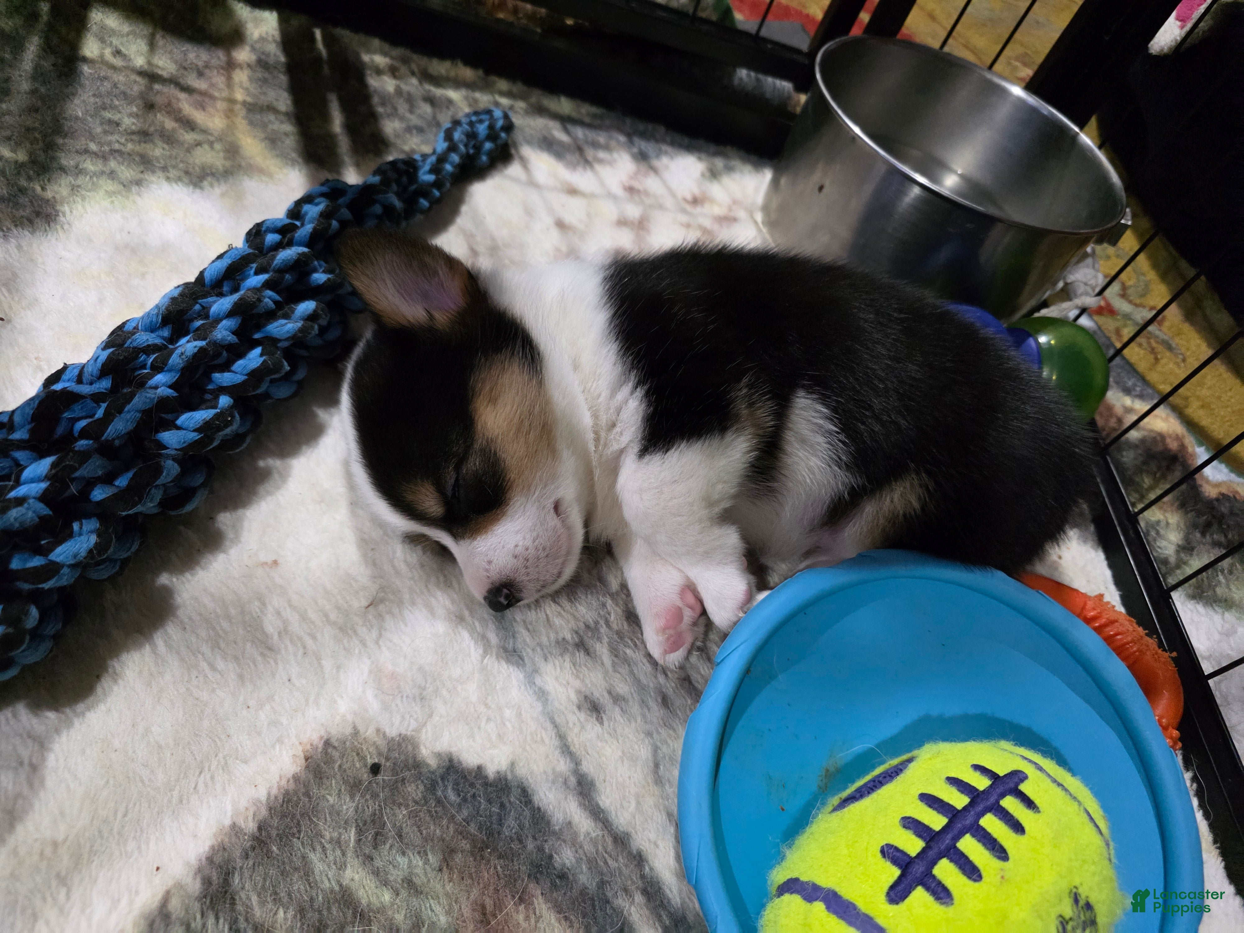 Welsh Corgi Pembroke dogs Welsh Corgi Pembroke 5 - Ad 2
