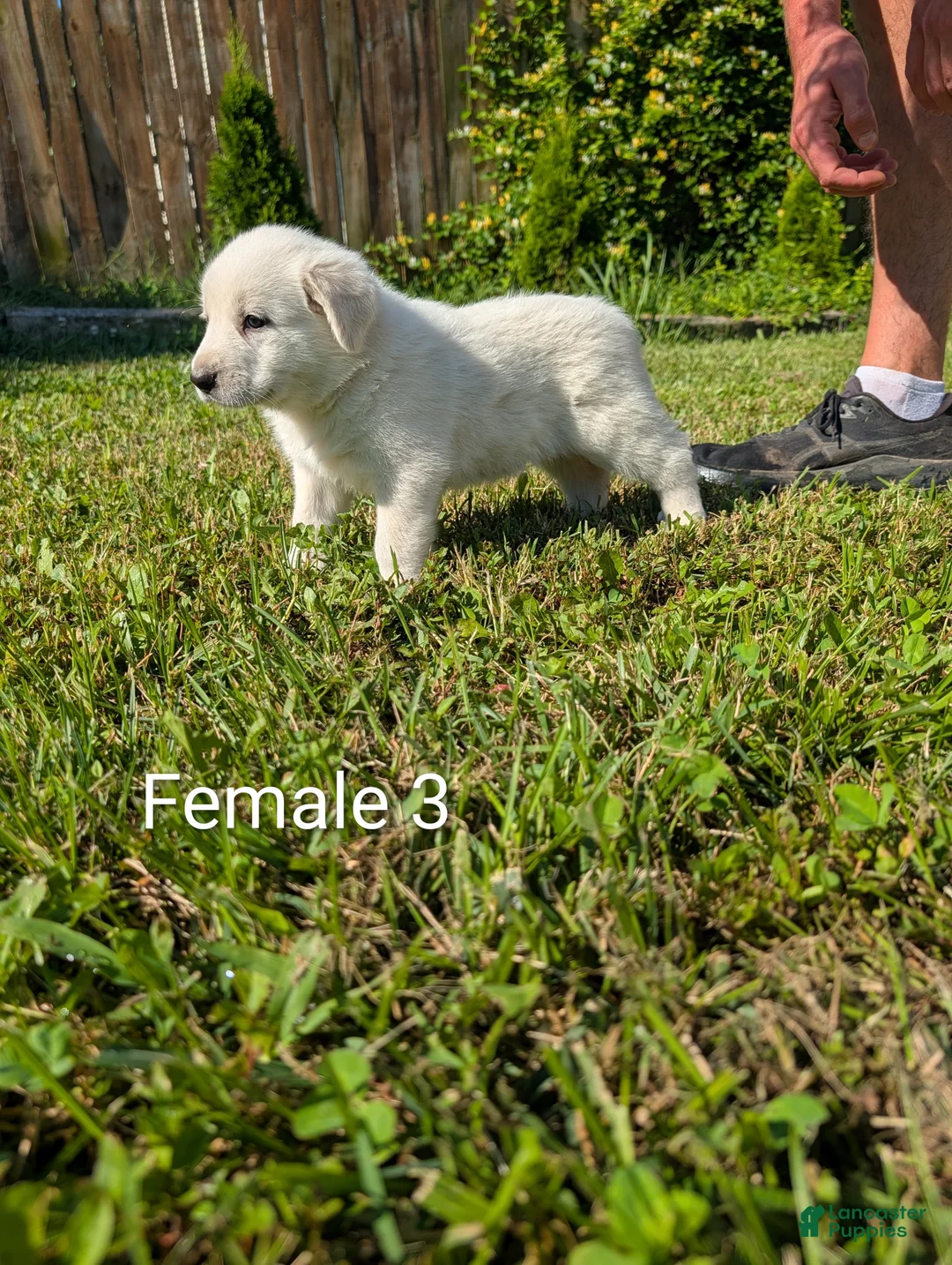 Mixed Breed dogs for sale: American Pyre 7 - Ad 1