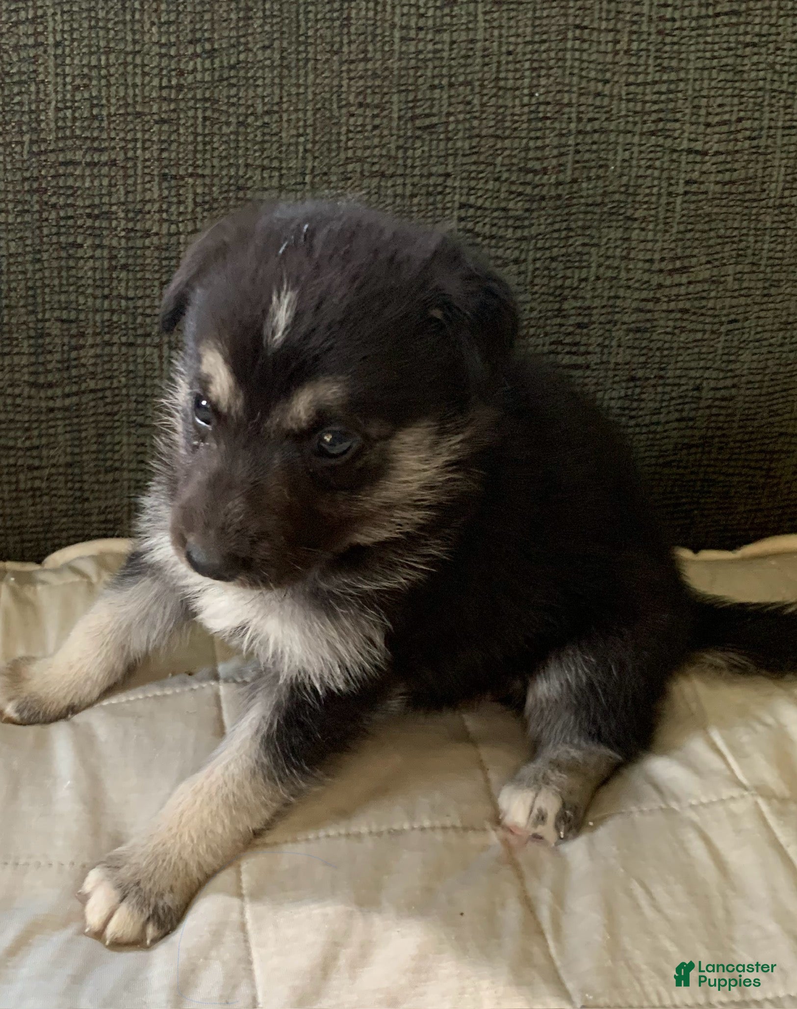 Gerberian Shepsky dogs for sale: Gerberian Shepsky 4 - Ad 4