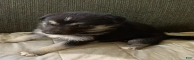 Gerberian Shepsky 4