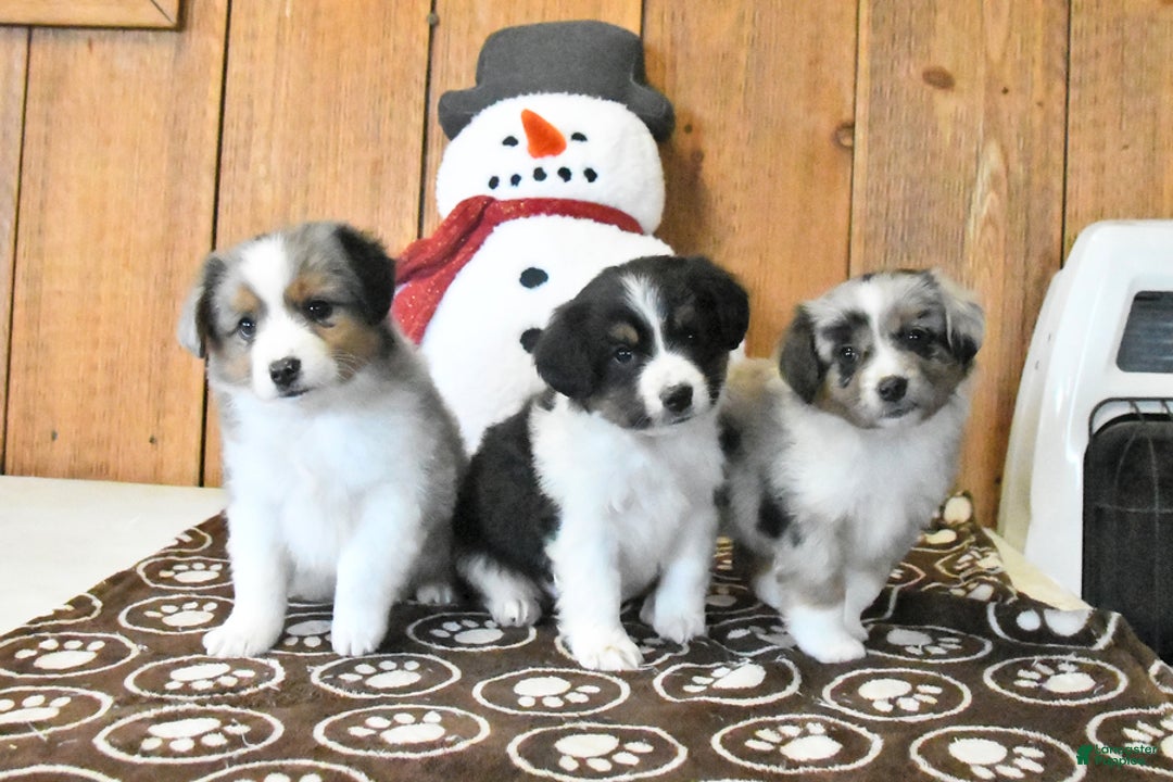 Miniature Australian Shepherd dogs for sale: Vance - Ad 5