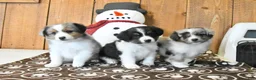 Miniature Australian Shepherd dogs for sale: Vance - Ad 5