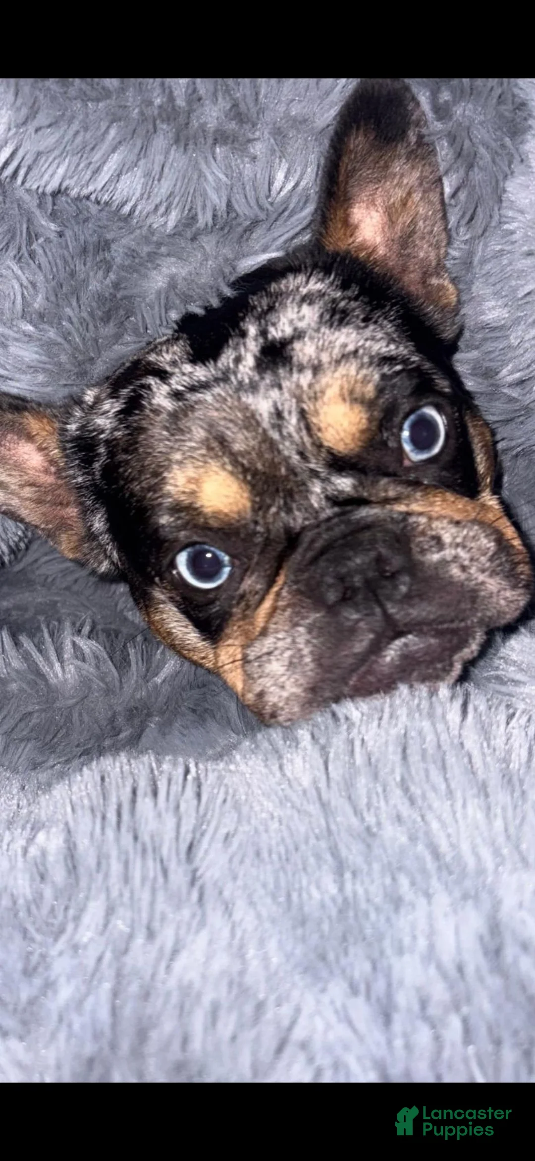 French Bulldog dogs for sale: Ivy  - Ad 2