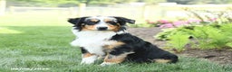 Miniature Australian Shepherd dogs for sale: Dozer - Ad 9