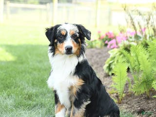 Miniature Australian Shepherd dogs Dozer - Ad 8