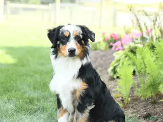 Miniature Australian Shepherd dogs Dozer - Ad 10