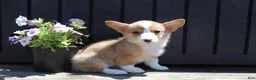 Welsh Corgi Pembroke dogs for sale: Sutton - Ad 4