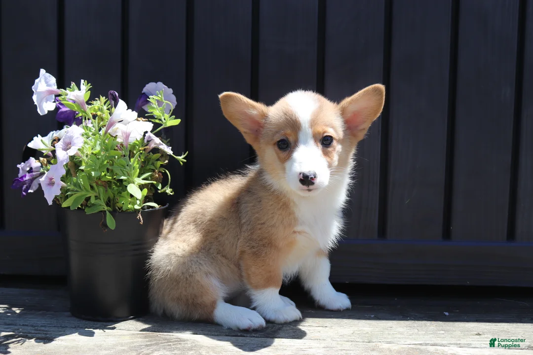 Welsh Corgi Pembroke dogs for sale: Sutton - Ad 4