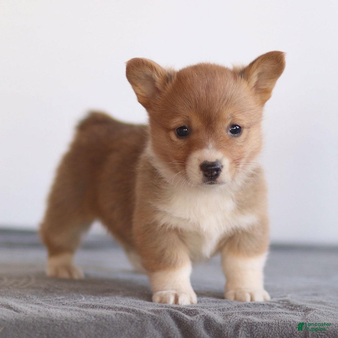 Welsh Corgi Pembroke dogs for sale: Kallie Welsh Corgi Pembroke Puppy - Ad 1