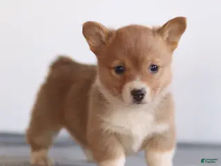 Welsh Corgi Pembroke dogs Kallie Welsh Corgi Pembroke Puppy - Ad 17