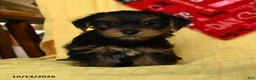 Yorkshire Terrier dogs for sale: Jax - Ad 4