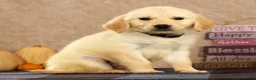 Golden Retriever dogs for sale: Glen - Ad 2