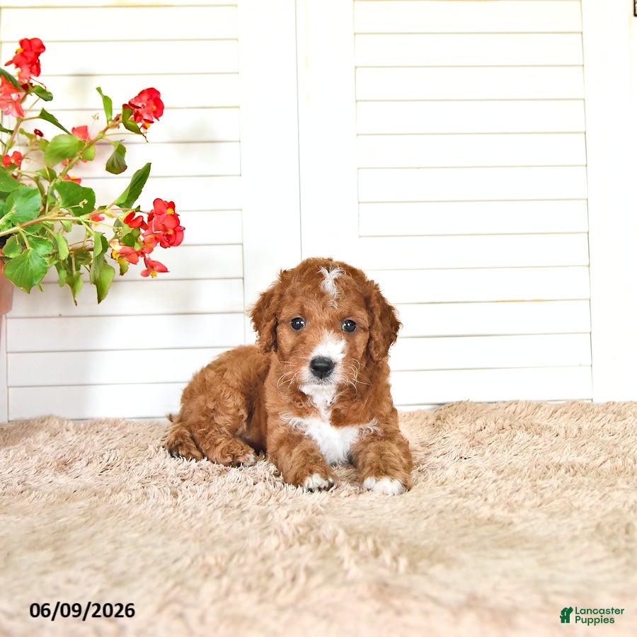 Mini Goldendoodle dogs Dylan - Ad 2