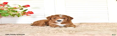 Dylan