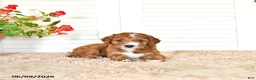 Mini Goldendoodle dogs for sale: Dylan - Ad 2
