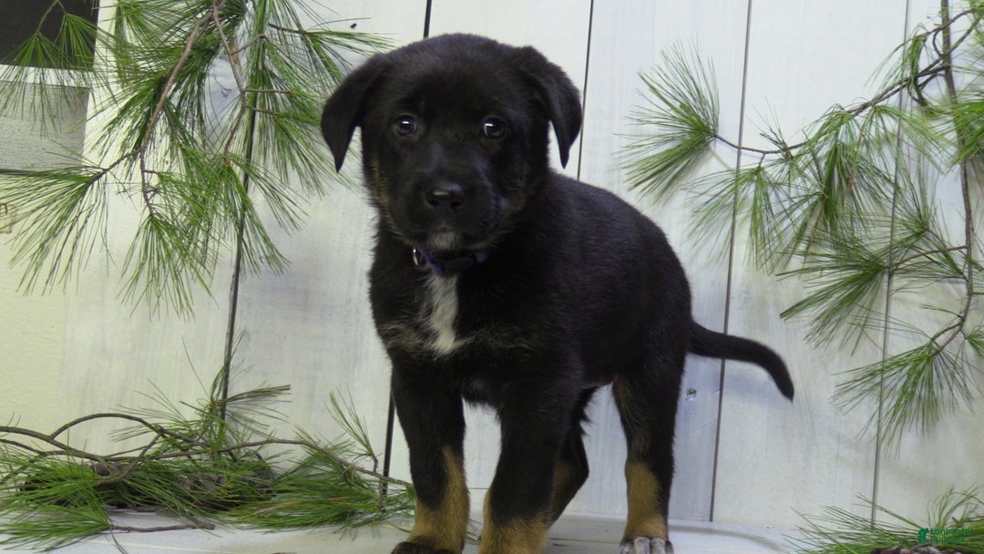 German Shepherd dogs for sale: Millie - Ad 12