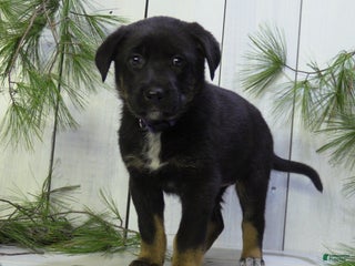 German Shepherd dogs Millie - Ad 13