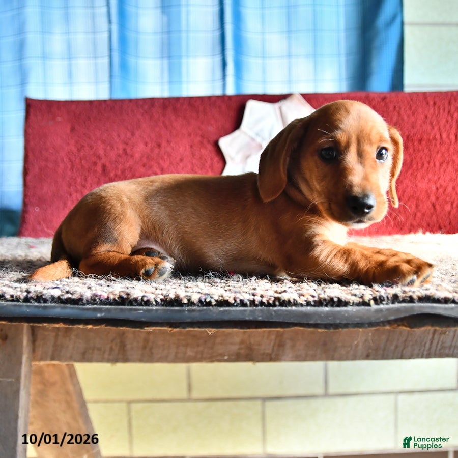 Mixed Breed dogs Chuck - Ad 2