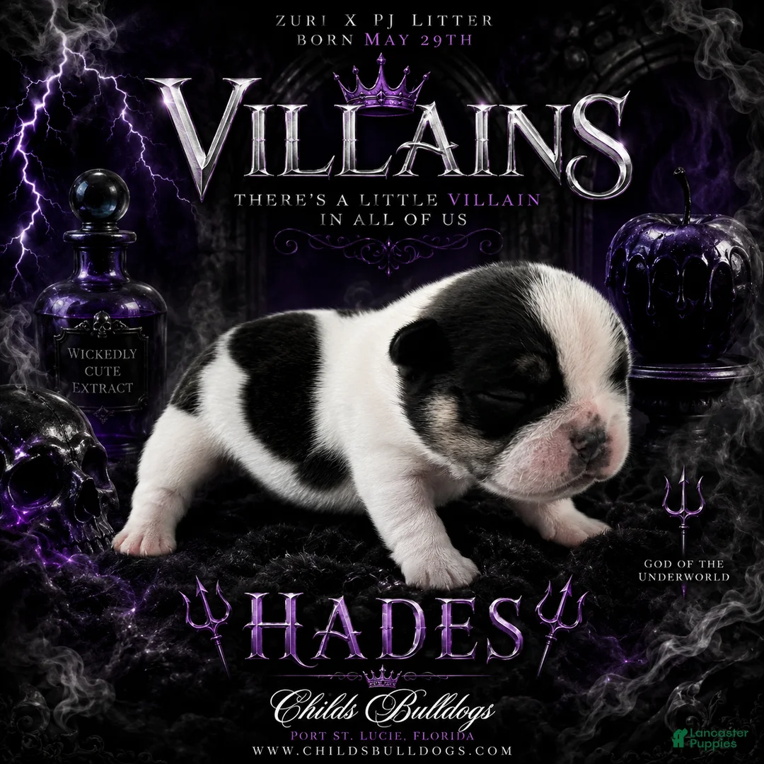 French Bulldog dogs for sale: Hades  - Ad 1