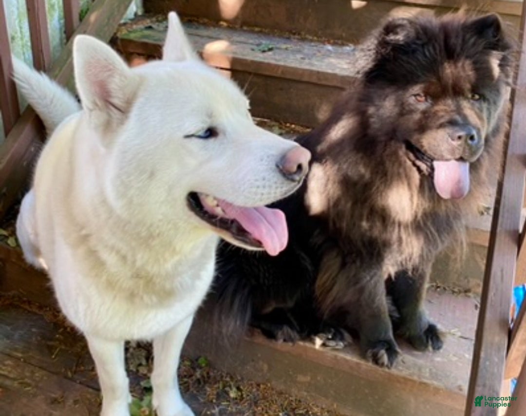 Mixed Breed dogs for sale: Chowski boy  - Ad 4