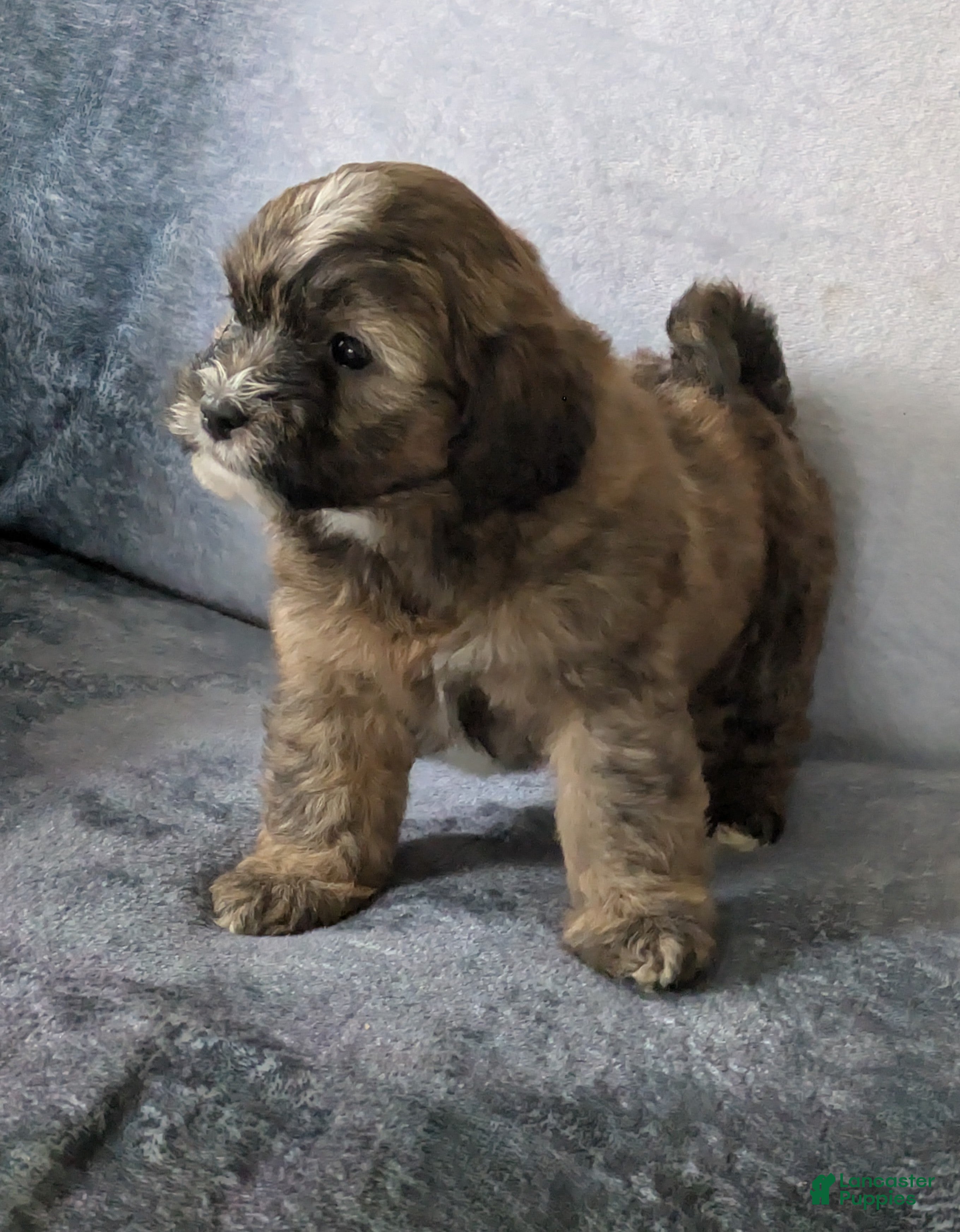 Shihpoo dogs Dawn - Ad 13