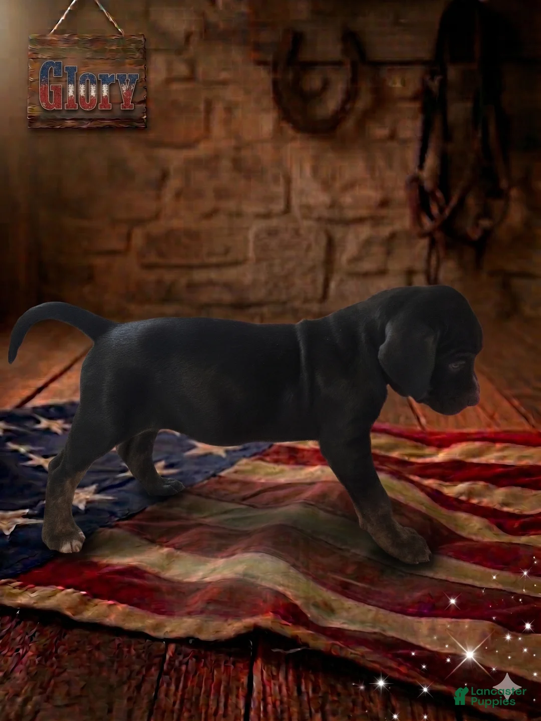 Catahoula Leopard Dog dogs for sale: Glory - Ad 2