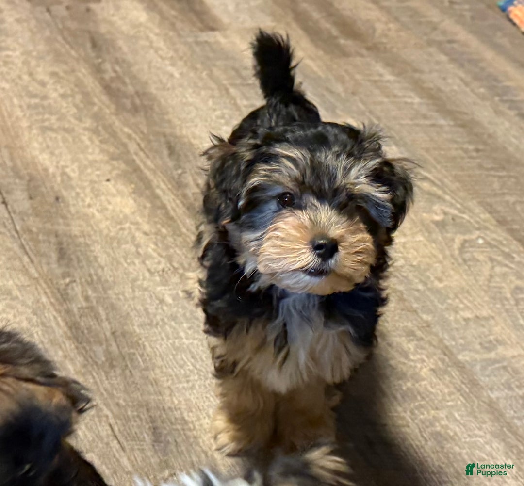 St Louis Cocker Spaniel Yorkie Mix For Sale Rosie, A Black Gold