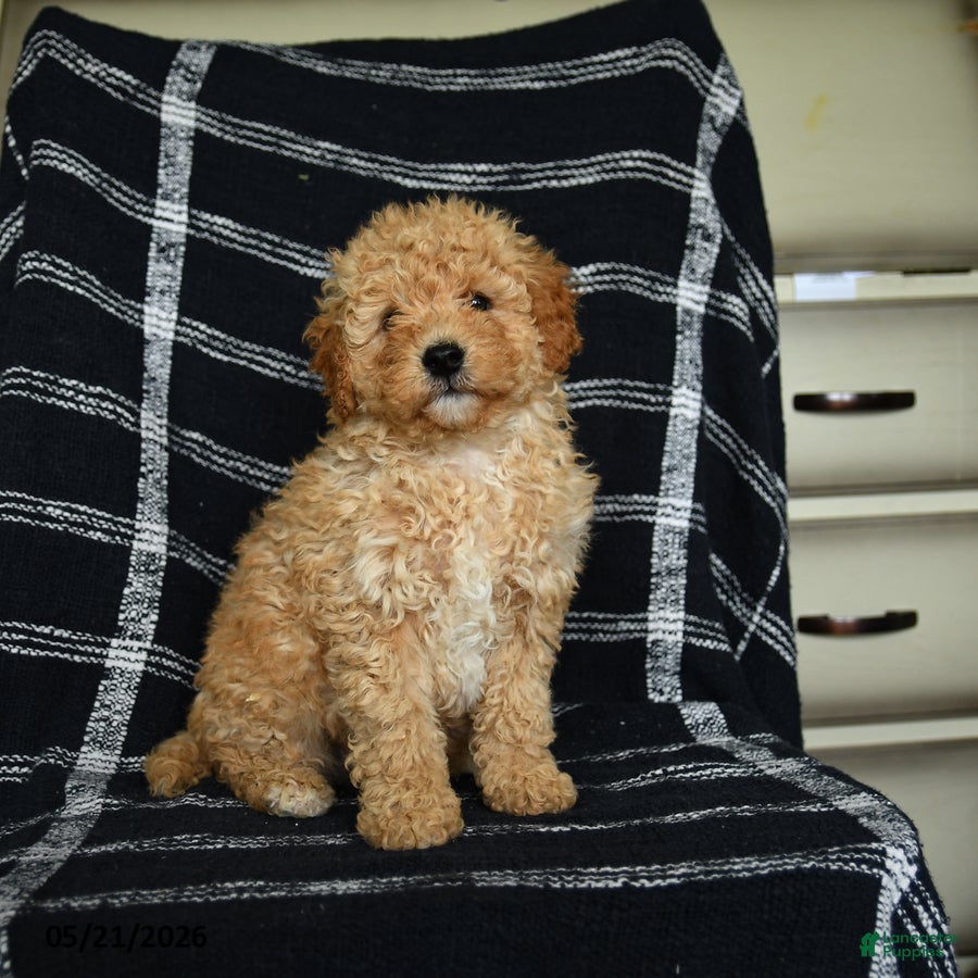 Mini Goldendoodle dogs Dexter - Ad 2