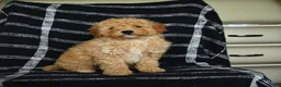 Mini Goldendoodle dogs for sale: Dexter - Ad 2