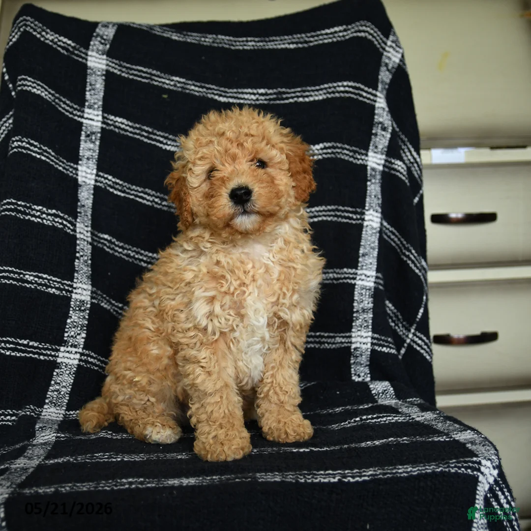 Mini Goldendoodle dogs for sale: Dexter - Ad 2