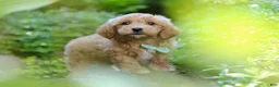 Maltipoo dogs for sale: Christopher - Ad 9
